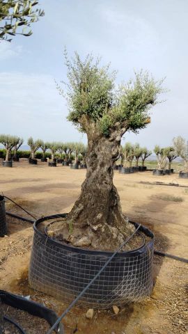 OLEA EUROPAEA-BONSAI-ALTO 270/350 120/140 TR