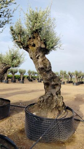 OLEA EUROPAEA-BONSAI-ALTO 270/350 120/140 TR