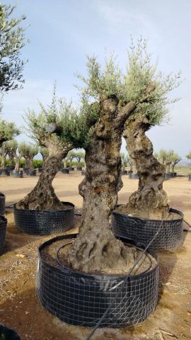 OLEA EUROPAEA-BONSAI-ALTO 270/350 120/140 TR