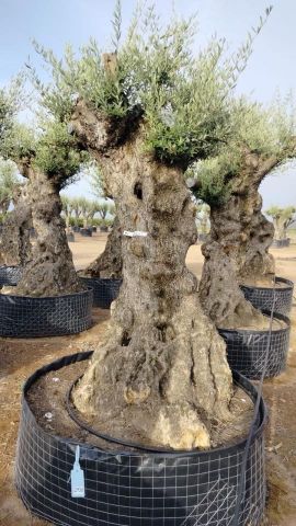 OLEA EUROPAEA-BONSAI-ALTO 270/350 120/140 TR