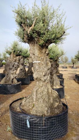 OLEA EUROPAEA-BONSAI-ALTO 270/350 120/140 TR