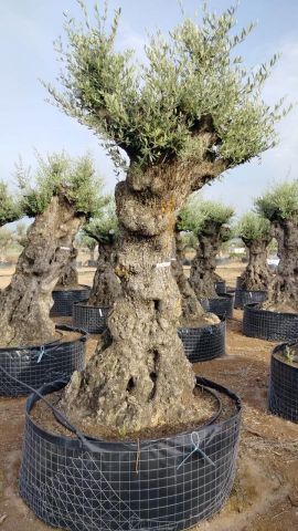 OLEA EUROPAEA-BONSAI-ALTO 270/350 120/140 TR