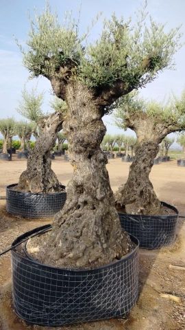 OLEA EUROPAEA-BONSAI-ALTO 270/350 120/140 TR