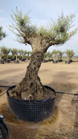 OLEA EUROPAEA-BONSAI-ALTO 270/350 120/140 TR