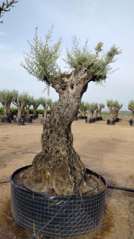 OLEA EUROPAEA-BONSAI-ALTO 270/350 120/140 TR