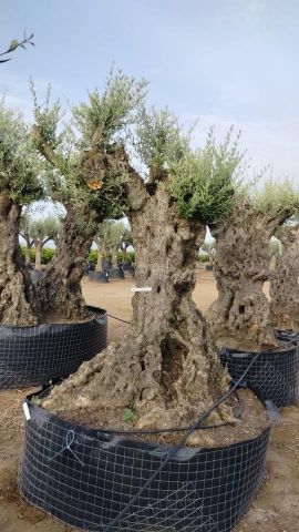 OLEA EUROPAEA-BONSAI-ALTO 270/350 120/140 TR
