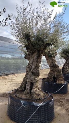 OLEA EUROPAEA-BONSAI-ALTO 270/350 120/140 TR