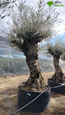 OLEA EUROPAEA-BONSAI-ALTO 270/350 120/140 TR