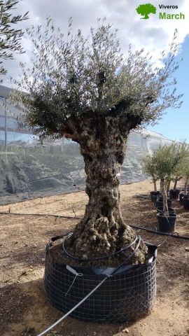 OLEA EUROPAEA-BONSAI-ALTO 270/350 120/140 TR