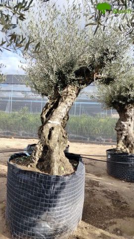 OLEA EUROPAEA-BONSAI-ALTO 270/350 120/140 TR