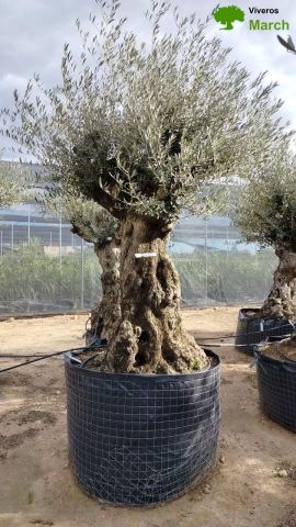 OLEA EUROPAEA-BONSAI-ALTO 270/350 120/140 TR