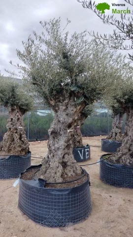 OLEA EUROPAEA-BONSAI-ALTO 270/350 120/140 TR