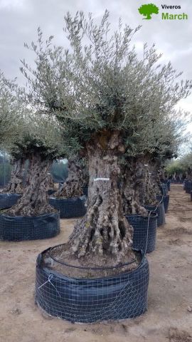 OLEA EUROPAEA-BONSAI-ALTO 270/350 120/140 TR