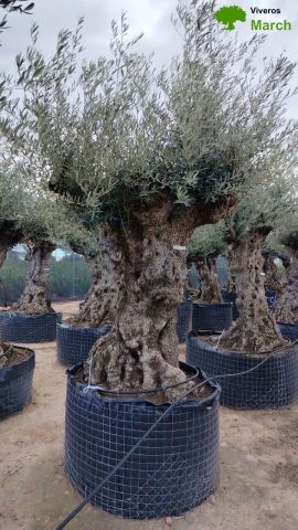 OLEA EUROPAEA-BONSAI-ALTO 270/350 120/140 TR