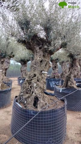 OLEA EUROPAEA-BONSAI-ALTO 270/350 120/140 TR