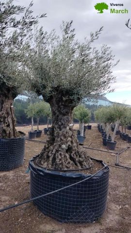 OLEA EUROPAEA-BONSAI-ALTO 270/350 120/140 TR