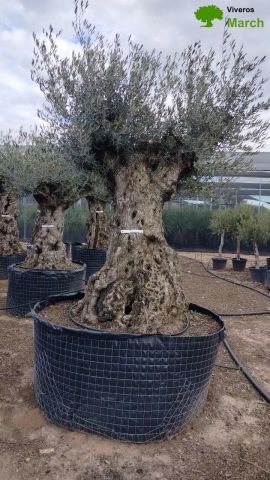 OLEA EUROPAEA-BONSAI-ALTO 270/350 120/140 TR