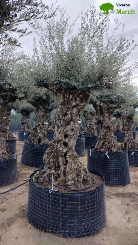 OLEA EUROPAEA-BONSAI-ALTO 270/350 120/140 TR