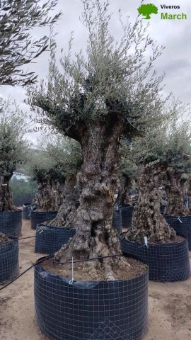 OLEA EUROPAEA-BONSAI-ALTO 270/350 120/140 TR