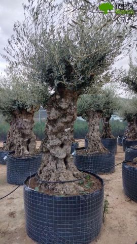 OLEA EUROPAEA-BONSAI-ALTO 270/350 120/140 TR