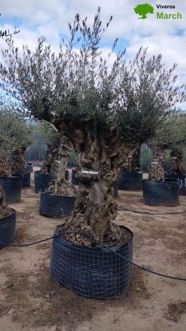 OLEA EUROPAEA-BONSAI-ALTO 270/350 120/140 TR