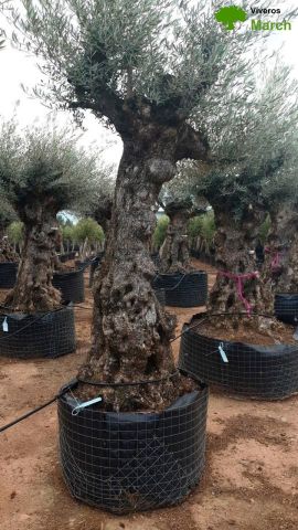 OLEA EUROPAEA-BONSAI-ALTO 270/350 120/140 TR