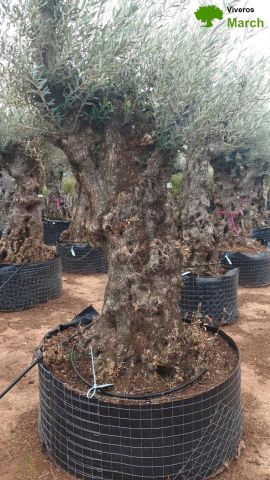 OLEA EUROPAEA-BONSAI-ALTO 270/350 120/140 TR