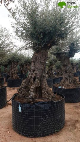 OLEA EUROPAEA-BONSAI-ALTO 270/350 120/140 TR
