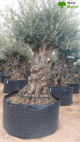 OLEA EUROPAEA-BONSAI-ALTO 270/350 120/140 TR