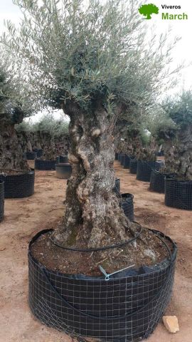 OLEA EUROPAEA-BONSAI-ALTO 270/350 120/140 TR