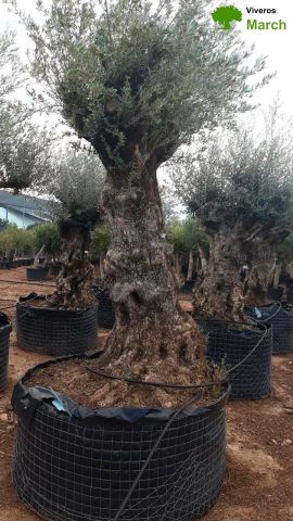 OLEA EUROPAEA-BONSAI-ALTO 270/350 120/140 TR