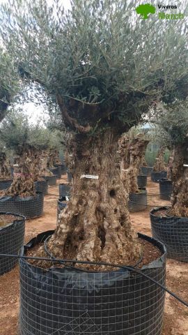 OLEA EUROPAEA-BONSAI-ALTO 270/350 120/140 TR
