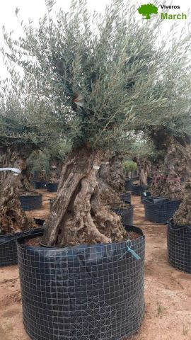 OLEA EUROPAEA-BONSAI-ALTO 270/350 120/140 TR