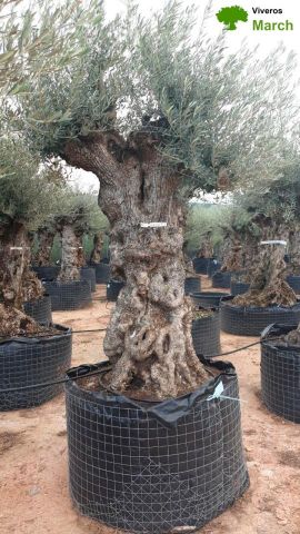 OLEA EUROPAEA-BONSAI-ALTO 270/350 120/140 TR