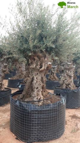 OLEA EUROPAEA-BONSAI-ALTO 270/350 120/140 TR