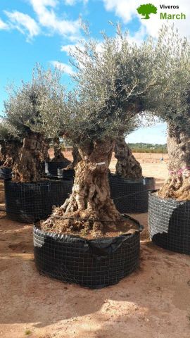 OLEA EUROPAEA-BONSAI-ALTO 270/350 120/140 TR