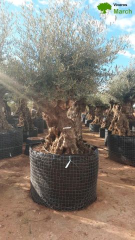 OLEA EUROPAEA-BONSAI-ALTO 270/350 120/140 TR