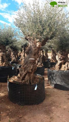 OLEA EUROPAEA-BONSAI-ALTO 270/350 120/140 TR
