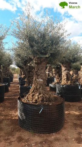 OLEA EUROPAEA-BONSAI-ALTO 270/350 120/140 TR