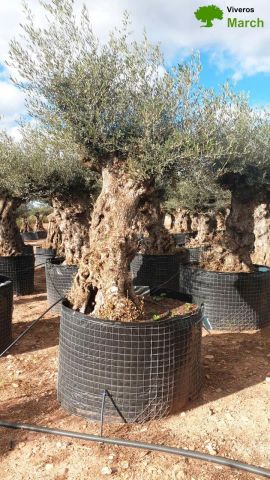 OLEA EUROPAEA-BONSAI-ALTO 270/350 120/140 TR