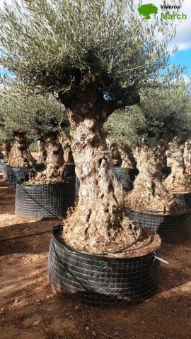 OLEA EUROPAEA-BONSAI-ALTO 270/350 120/140 TR