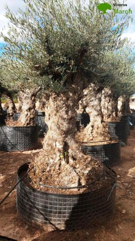 OLEA EUROPAEA-BONSAI-ALTO 270/350 120/140 TR