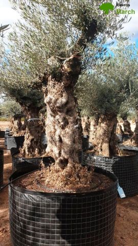 OLEA EUROPAEA-BONSAI-ALTO 270/350 120/140 TR