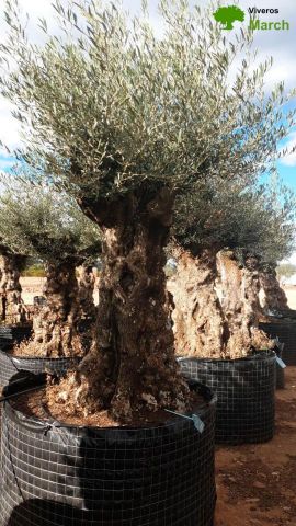 OLEA EUROPAEA-BONSAI-ALTO 270/350 120/140 TR