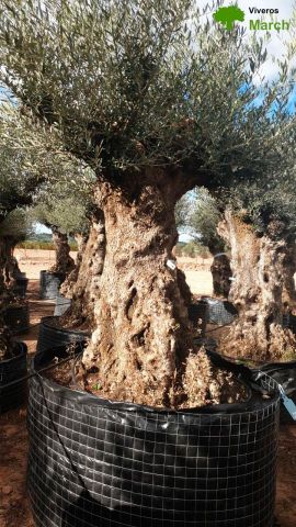 OLEA EUROPAEA-BONSAI-ALTO 270/350 120/140 TR