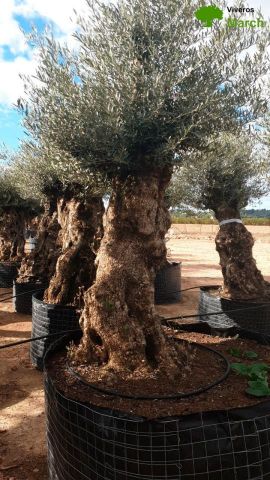 OLEA EUROPAEA-BONSAI-ALTO 270/350 120/140 TR
