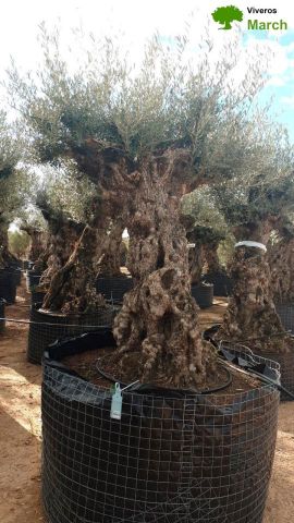OLEA EUROPAEA-BONSAI-ALTO 270/350 120/140 TR