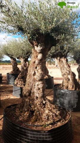 OLEA EUROPAEA-BONSAI-ALTO 270/350 120/140 TR