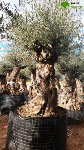 OLEA EUROPAEA-BONSAI-ALTO 270/350 120/140 TR