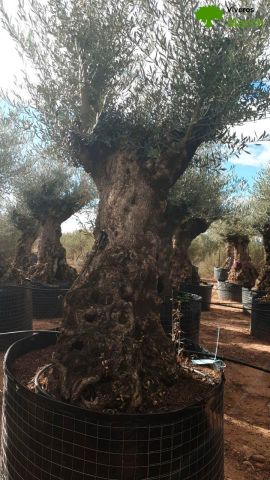 OLEA EUROPAEA-BONSAI-ALTO 270/350 120/140 TR